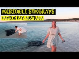 TOUCHING STINGRAYS AT HAMELIN BAY ! BLUFF KNOLL | ELEPHANT ROCKS