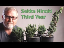 Bonsaify | Sekka Hinoki Cypress Trimming Techniques