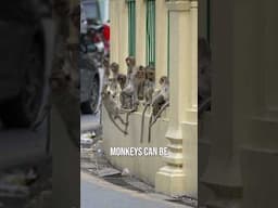 A City Invaded by Monkeys! #macaque #monkeys #wildlife