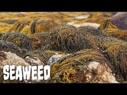 Seaweed | In The Field | Seaweed Part 3