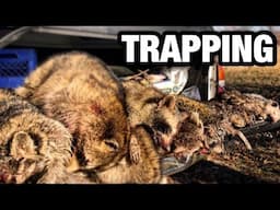 Raccoon and Muskrat Trapping 2019 | Ponds and Creeks