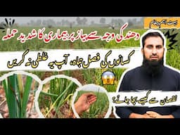 Onion Disease Attack دھند کی وجہ سے پیاز پر بیماری کا حملہ | How to Protect Onion Crops?