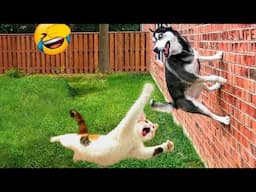 Trending Funny Animals 😍 Funniest Cats and Dogs 😹🐶 Part 36