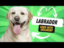 Are Labrador Good With Children?