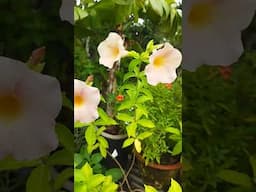 Mandevilla flower #garden #winterplants #roofgarden