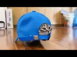 Funny animals - Funny cats and dogs - Funny animal videos 2024 🤣