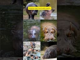 “When you find out a hippo can’t actually swim… but they’re still masters of the water! #hippo