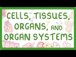 GCSE Biology - Levels of Organisation  - Cells, Tissues, Organs and Organ Systems