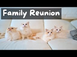 Ragdoll Cats Reunite with their Mom (They Become Friends) | The Cat Butler