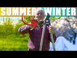 Summer or Winter Pruning THE BEST time to Prune your Fruit Tree is￼...