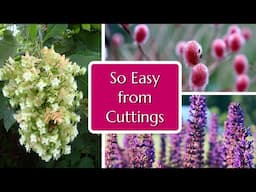 Easy Plants to Root from Cuttings