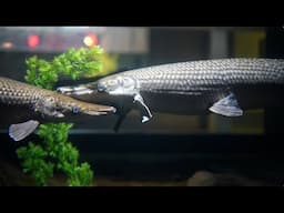 Creature Closeup: Alligator Gar | California Academy of Sciences