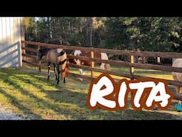 Thinking about Rescue Horse Rita