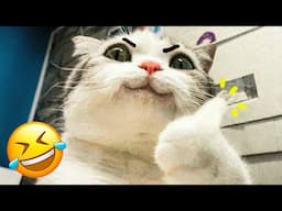 Funny Cats And Dogs Videos 🤣 - Funniest Animal Videos 2024! 🤗