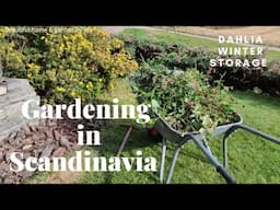 Introducing GARDENING to my channel!🍂 Dahlia winter storage | Scandinavian garden