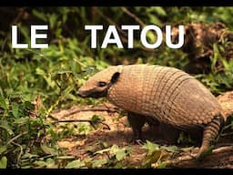 Le tatou (documentaire)