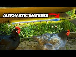 How to Install a DIY Automatic Watering System for Chickens