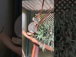 It's ‘koala-ty' time in the Featherdale Sydney Wildlife Park in Sydney Australia