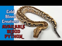 Available Blood Python Cold Blood Creations #coldbloodcreations #snake #bloodpython