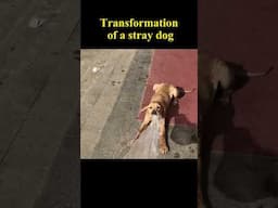 What happens to a stray dog after being rescued 🐶#animalrescue #rescuedog