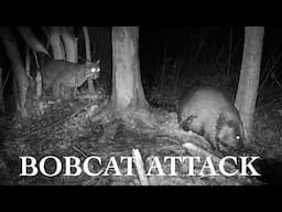 Bobcat Hunting Beavers (EPIC TRAIL CAM FOOTAGE)