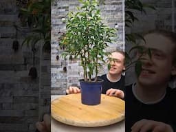 Pruning A Ficus Benjamina Bonsai