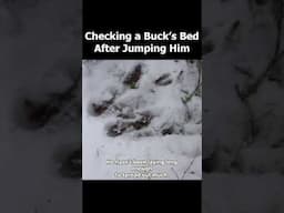 CHECKING A BUCK'S BED AFTER JUMPING HIM