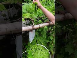 Fresh Ampalaya Leaves di na kailangan lutuin.