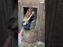 Curious Baby Horse #horse #equestrian