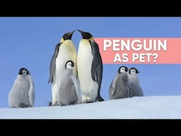 Can You Keep Penguin As Pet?