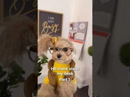 HR Hank visits my desk part 1 #funny #noodlesthepooch #funnydogs #workhumor