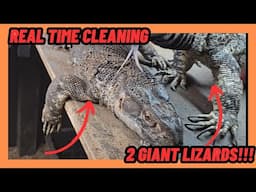 CLEANING FOR 2 GIANT BLACK THROAT MONITOR LIZARDS