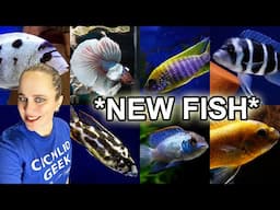 BIG FISH SHIPMENT - African Cichlids (Malawi + Tanganyika) - American Cichlids - Bettas