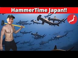 HammerTime Japan – Hammerhead Shark Diving in Japan