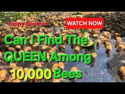 My Epic Search For 1 Single Bee You Don't Want To Miss