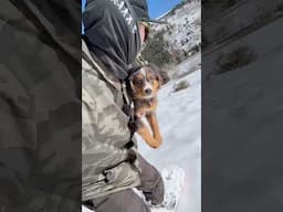 Puppy Snowboarding