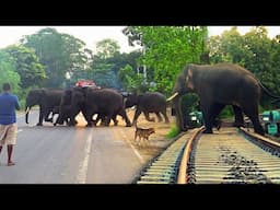 Elephant Herd Thanks Drivers After Crossing the Road