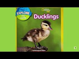 National Geographic Kids “Ducklings”