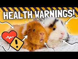 10 Biggest Guinea Pig Health Warning Signs!