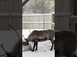 Animals enjoy first snow of the year at Brookfield Zoo Chicago