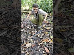 Malayan blue coral snake, the snake with the longest venom glands of all snakes