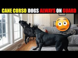 Cane Corso Dogs Always On Guard