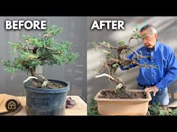 How to Turn a Landscaping Tree Into a Bonsai (Beginner Friendly!)