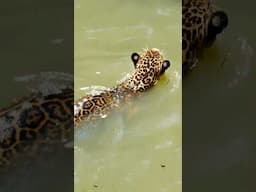 How Do Jaguars Thrive in the Amazon Rainforest #shorts