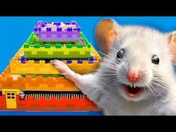 LIVE🔴 Thrilling Prison Break of a Tiny Hamster! Colorful 5-Level LEGO Maze🌈