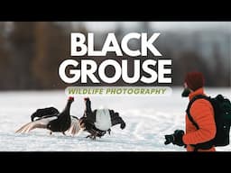 "Capturing the Beauty of Black Grouse: A Photography Adventure"