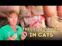 Does Your Cat Have Stomatitis? Try These Proven Natural Remedies for Quick Gum Relief