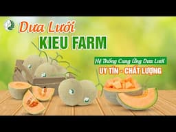 Dưa Lưới Kieu Farm - Hệ Thống Cung Ứng Dưa Lưới Uy Tín, Chất Lượng