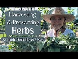 Harvesting & Preserving Herbs:  Benefits & Uses