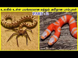 🔴அரியவகை பாம்புகள் #2 | Rarest Snake In The World in Tamil #live #shorts